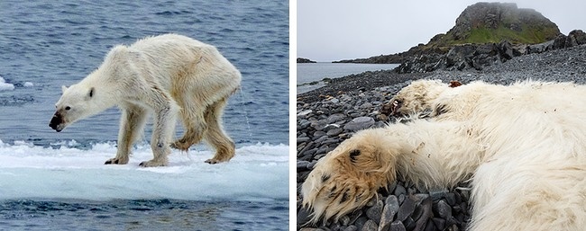 13 zdjęć prezentujących wpływ zmian klimatycznych na naszą planetę